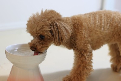 高さのある食器から水を飲む犬