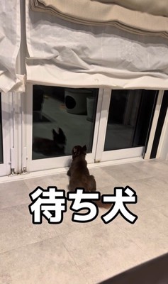 お兄ちゃんの帰りを待つこげまる君