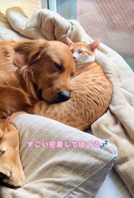 くっついてお昼寝中♡