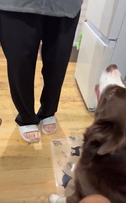 ママを見るテールちゃん