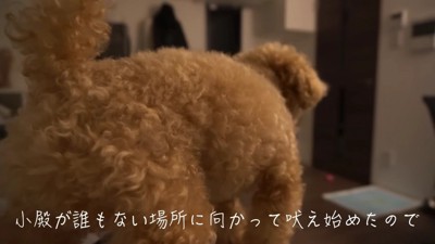 ワンワンと吠え始めた