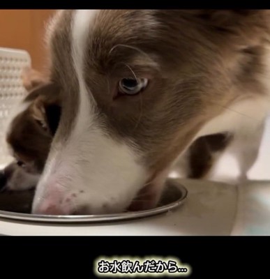 メルちゃんと水を飲むピエナちゃん