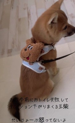 ちょこんとお座りして反省