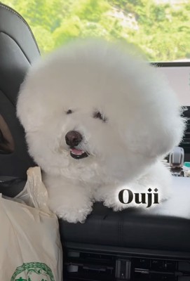 おうじくんビフォー