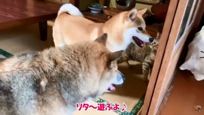 みんなで遊ぶ3匹