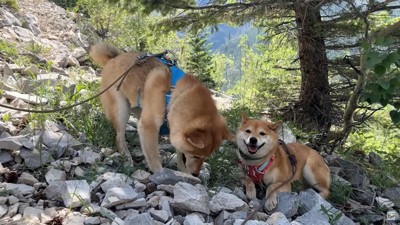 木陰で休む犬2匹