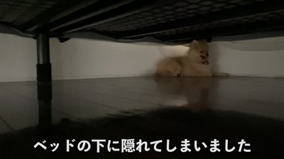 ベッドの下に隠れてしまった