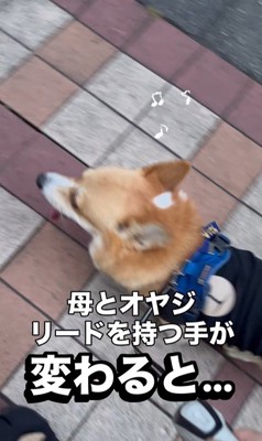 リードを持つ人が交代した時のジノくん