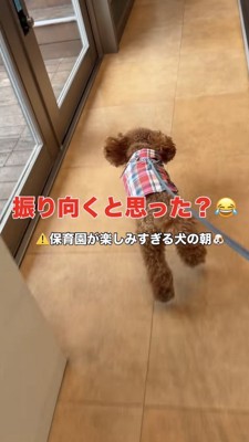幼稚園に向かって走るトイプー