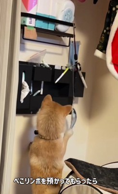 ネコがいる家に預けたら…