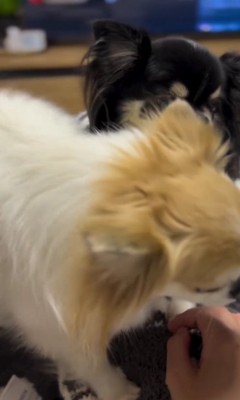 横向きの白い小型犬