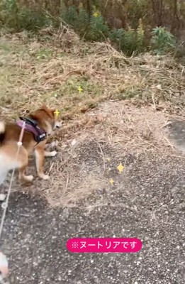 ヌートリアを追いかける柴犬