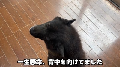 「僕、怖くないよ！」と一生懸命アピール