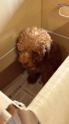 ダンボールの中でお座りする子犬
