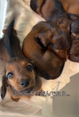 こっそり遊ぶ子犬