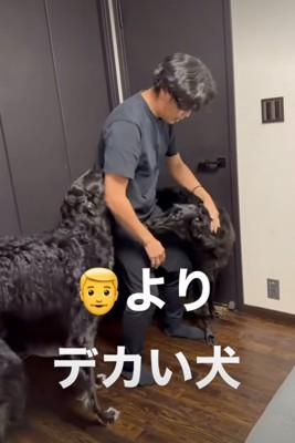 ボルゾイを撫でるパパ