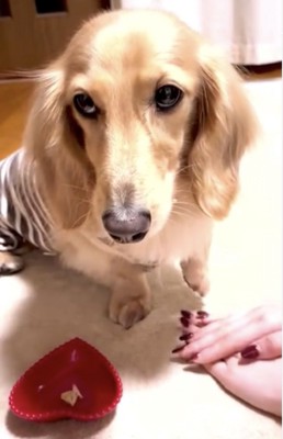 左足をあげる犬