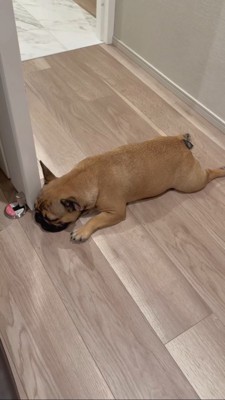 ドアに顔を引っかけて寝るフレブル