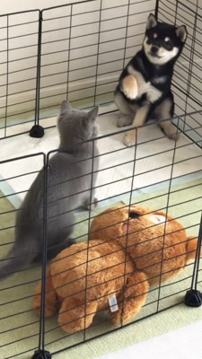 前足を折って引く豆柴