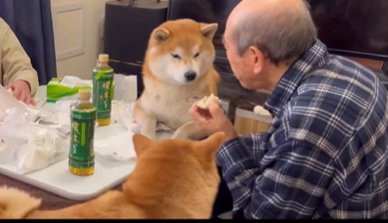 おじいちゃんのおやつを見つめる柴犬たち