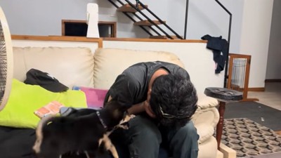 駆けつける犬たち