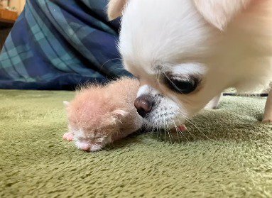 子猫の匂いを嗅ぐ犬