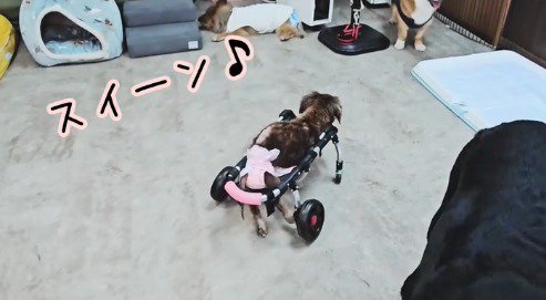 方向転換をして歩き出す車椅子の老犬