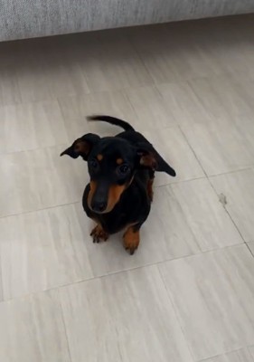 おすわりするオーレくん