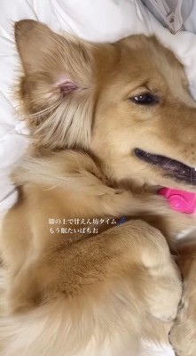 ウトウトした表情の犬