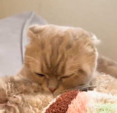 犬を毛繕いする猫