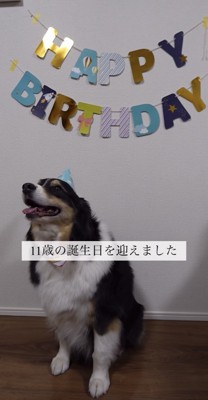 誕生日にとんがり帽子をかぶる犬