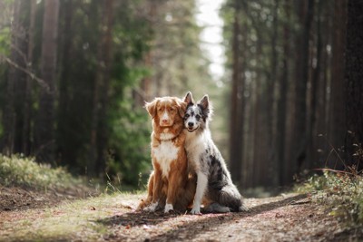 仲良しな犬2匹