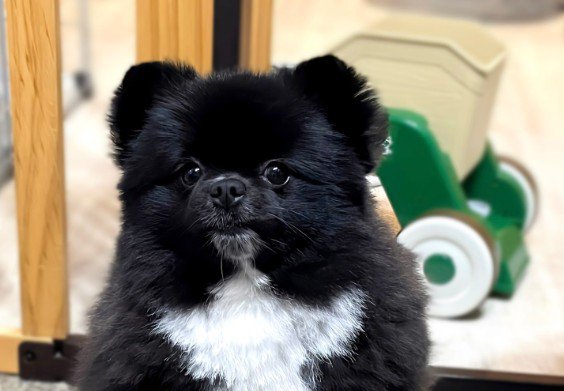 犬の写真をSNSにアップ