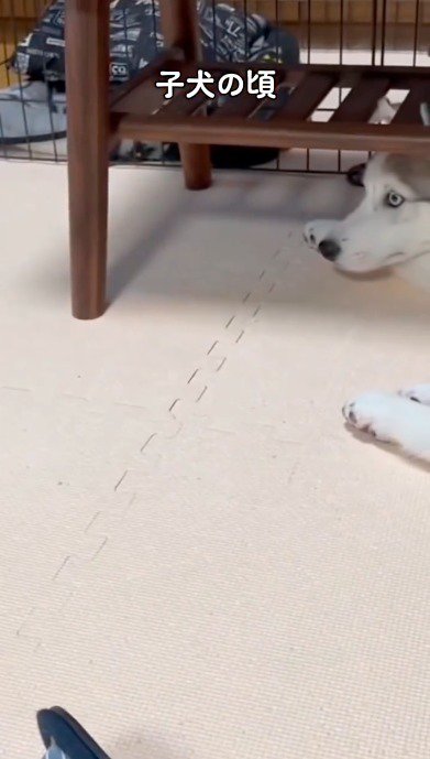 テーブルの下からトイプードルの様子をうかがうハスキー犬