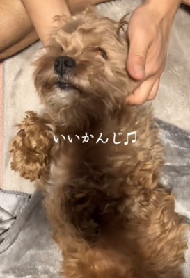 目をつむる犬2