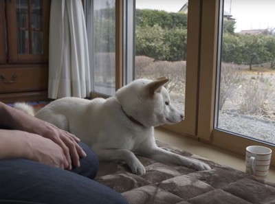 窓際でくつろぐ犬と人