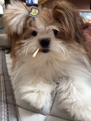 トリミング前の琥珀くん2