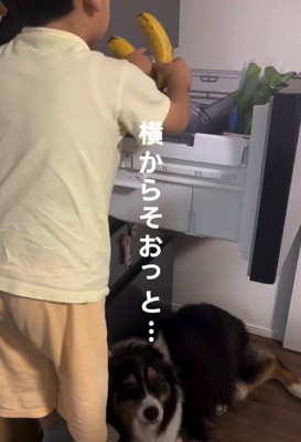 バナナを取る息子さん