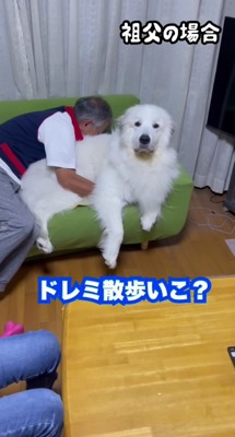 お散歩行こうか