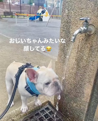 水を飲む犬_舌出てる