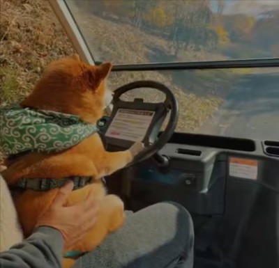 柴犬の運転