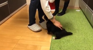 撫でてもらうバーニーズマウンテンドッグのパピー