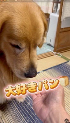 男性が持っているパンを見つめる犬