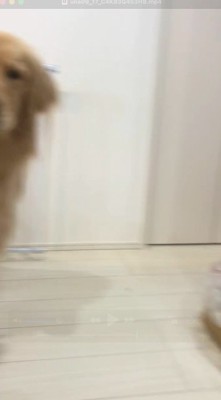 カメラの端に映る犬