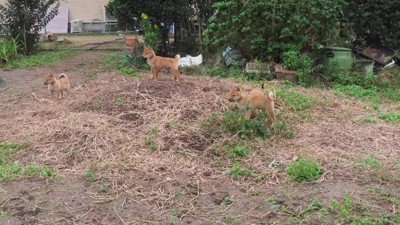 「あれ？誰か来た…」