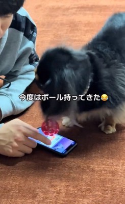 ボールを持ってきたるんちゃん