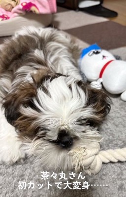 モップのような茶々丸くん