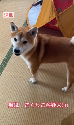 さくらこちゃんの現行犯逮捕7