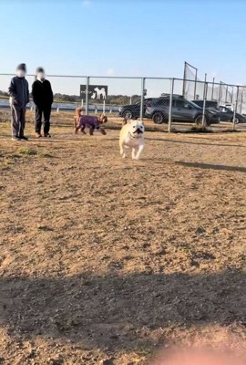 走るのが遅いぱせり君