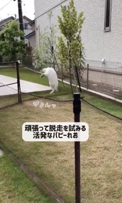 何度もジャンプ!!